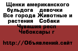 Щенки американского бульдога ( девочки) - Все города Животные и растения » Собаки   . Чувашия респ.,Чебоксары г.